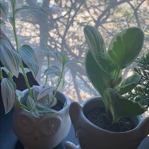 Meet your Posher, Lyn